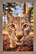 Lynx Mourmyss